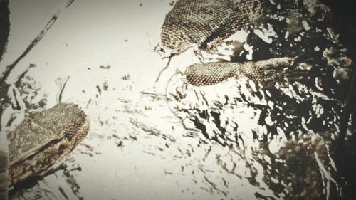 Plants in water