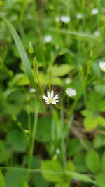 Close-up of flower blooming outdoors