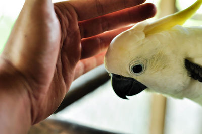 Cropped image of hand touching parrot 