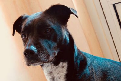 Close-up portrait of dog