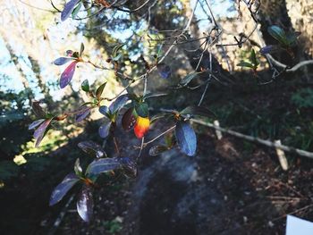 Close-up of spider web on tree against sky