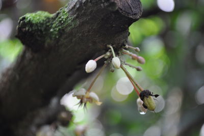 Close-up of grasshopper on tree