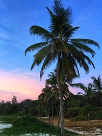 Palm trees at beach against sky during sunset