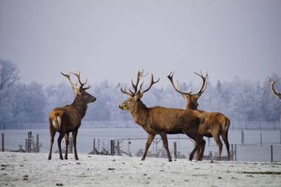 View of deer on snow covered field