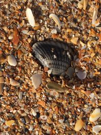 Close-up of seashells on pebbles