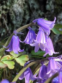 Close-up of purple flowers blooming