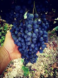 Cropped image of hand holding grapes