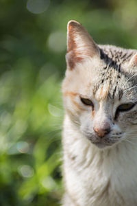 Close-up of a cat looking away