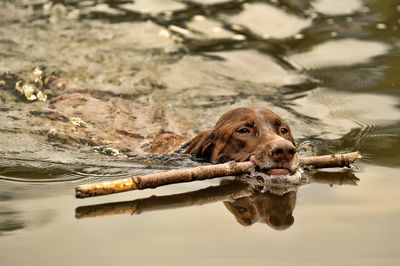 Dog swimming in lake