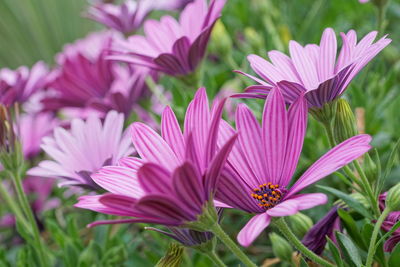 Close-up of pink flowers blooming outdoors