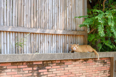 Portrait of a cat