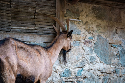 Side view of horse in stable