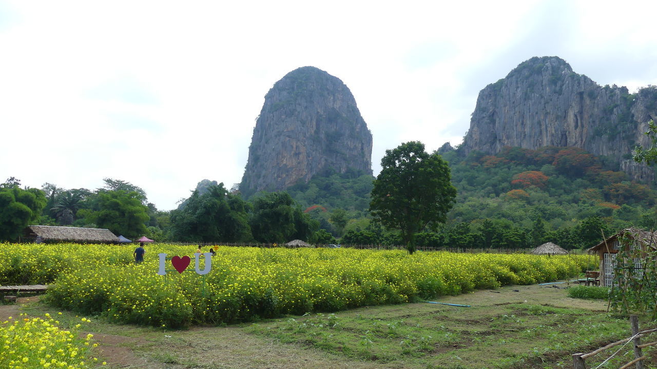 VIEW OF TREES ON LANDSCAPE AGAINST SKY