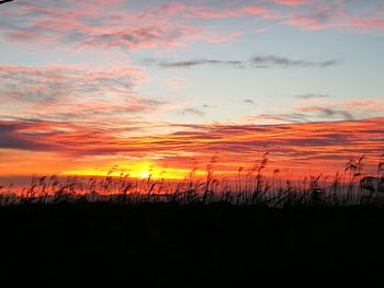 Silhouette trees on landscape against orange sky