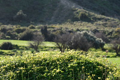 Plants growing on field