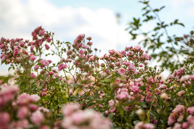 Close-up of pink flowers