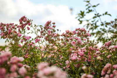 Close-up of pink flowers against the sky