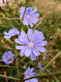 Close-up of purple flower blooming