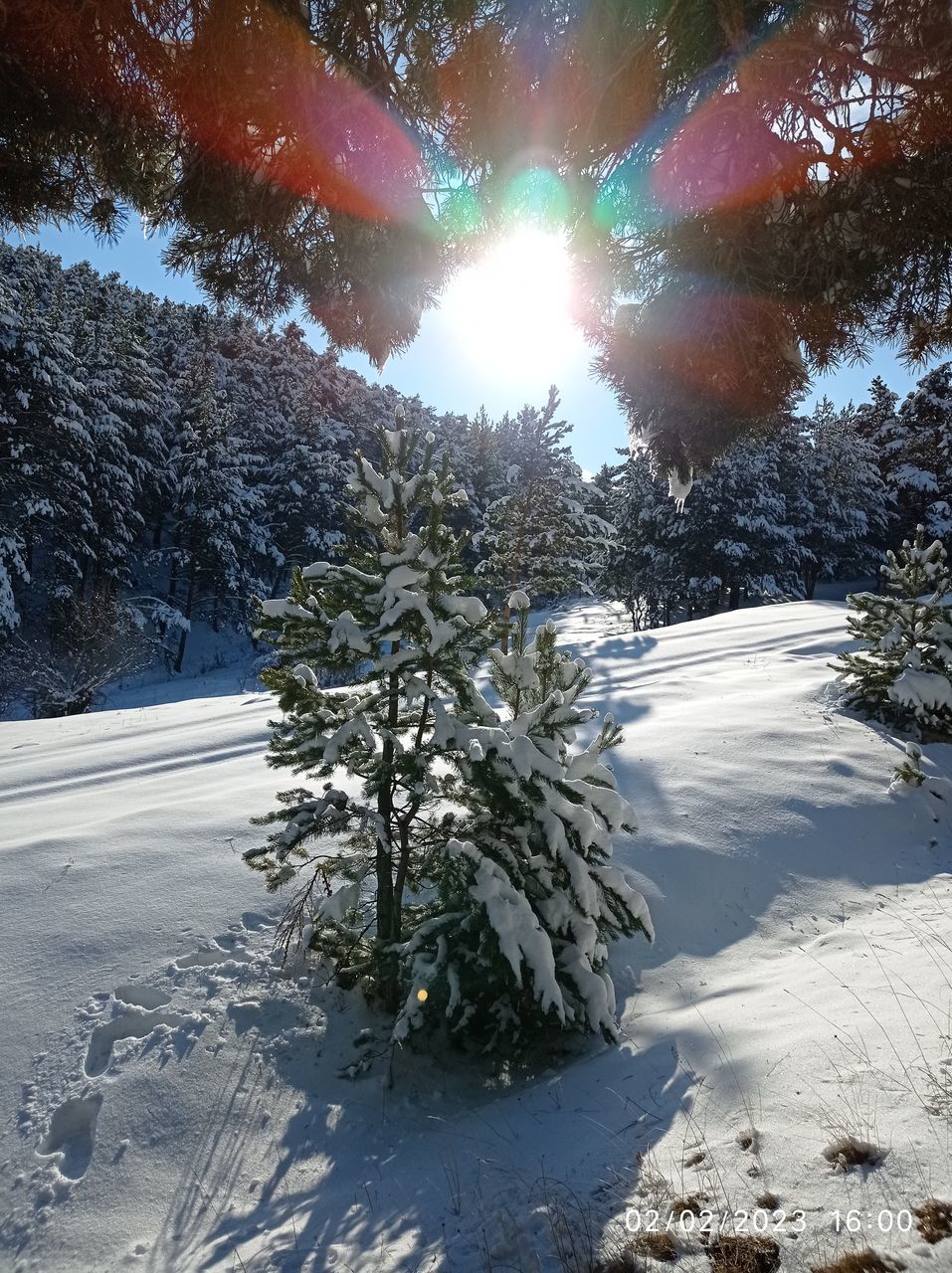 Kar, çam ağaçları ve rengarenk güneş ışığı... çamağacı Kar Kış Manzara Güneşışığı Gunes Soguk Winter Ahmet Yaman Akdağ Akdağmadeni Yozgat