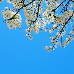 Low angle view of flowers against blue sky