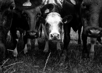 Close-up of cows on field