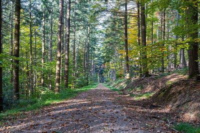 Road amidst trees in forest