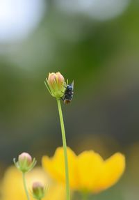 Close-up of insect on flower