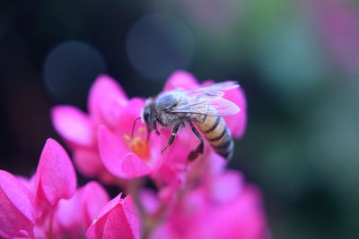 Close-up of bee pollinating on pink flower