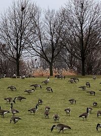 High angle view of birds on field