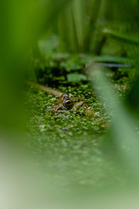 Close-up of crab in water