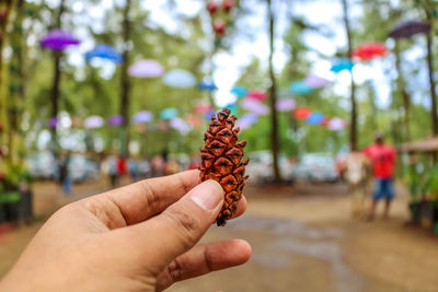 Cropped hand of person holding pine cone