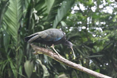 Bird perching on a tree