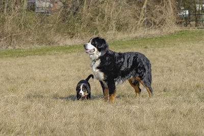 Portrait of a dog on field