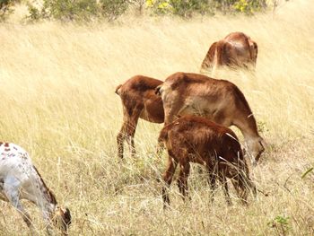 Horse grazing in a field