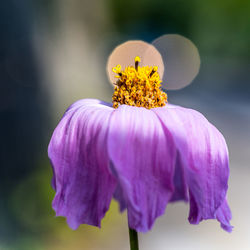 Close-up of purple flowering plant