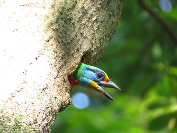 Close-up of bird perching on tree