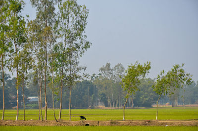 plant