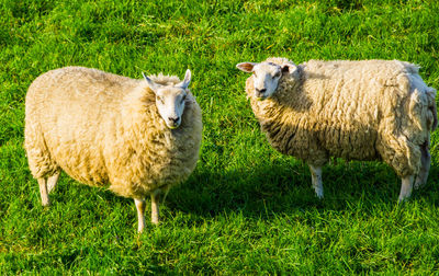 Sheep standing in a field