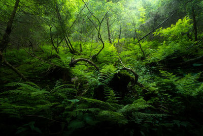 Scenic view of forest