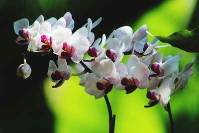Close-up of pink flowers