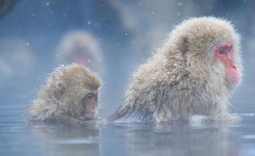 Snow monkey in a hot spring, nagano, japan.