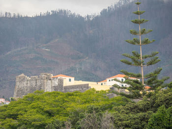 View of trees and buildings in forest