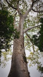 Low angle view of tree against sky