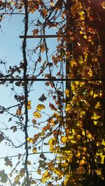 Low angle view of tree against sky