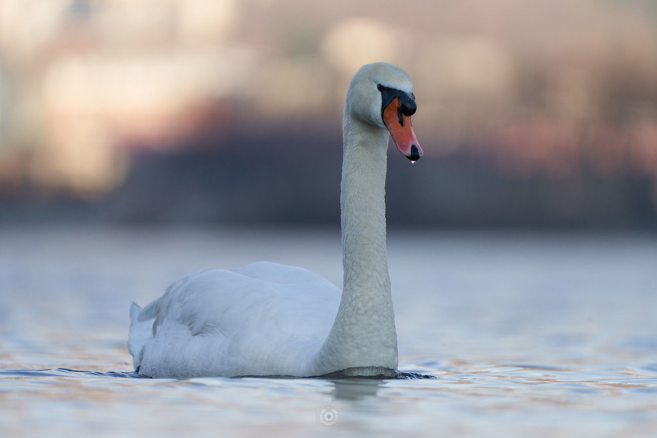 SWAN SWIMMING ON LAKE