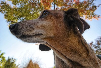 Close-up of a dog looking away