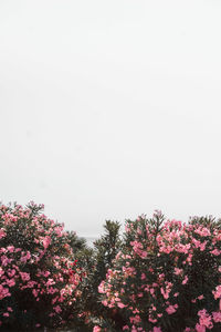 Low angle view of pink flowering plant against clear sky