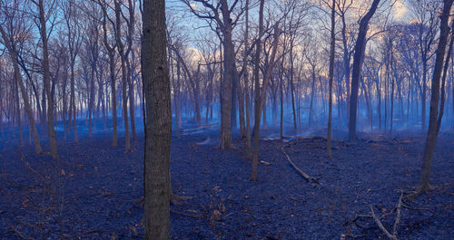 Controlled forest fire at the morton arboretum in lisle illinois