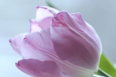 Close-up of pink rose flower