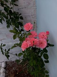 Close-up of flowers blooming outdoors